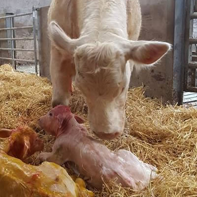 calving Orchard Vet Centre Armagh
